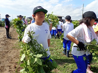 写真:菜園枝豆収穫02