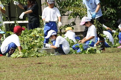 写真:菜園枝豆収穫03