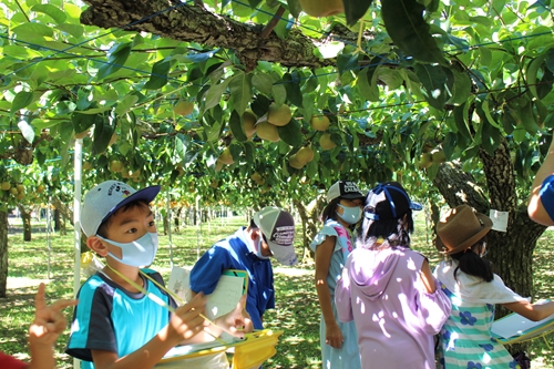 写真：梨の木の下で見学する児童たち