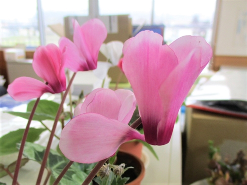 写真：職員室のお花